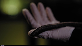 Little Angel - May Thai в дерзком секс-ролике с жесткой лихой доминантой